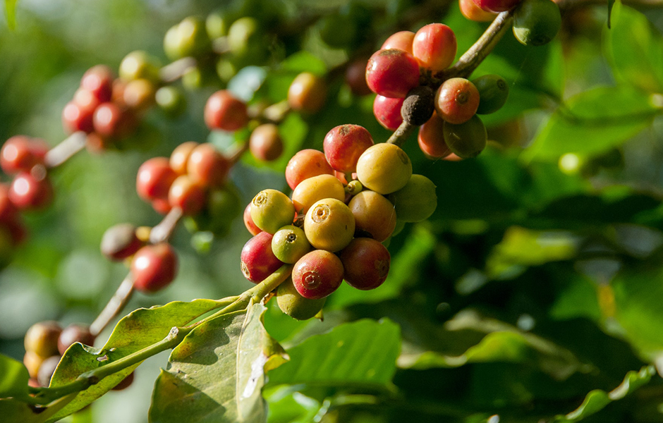 coffee plant berries
